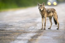 Coyote de pie en el camino - foto de stock