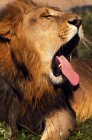 Leão bocejando durante a postura — Fotografia de Stock