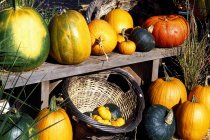 Legumes de Outono nas prateleiras — Fotografia de Stock