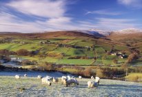 Выпас овец на пастбищах — стоковое фото