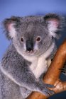 Koala auf Ast — Stockfoto