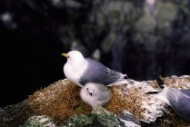 Kittiwakes Nesting On High Ledge — Stock Photo