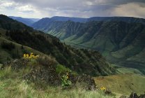 Холмы с зеленой травой и растениями — стоковое фото