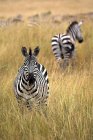 Зебри, стоячи в траві — стокове фото