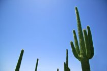 Cactus plantas de pie bajo el cielo azul, ángulo bajo - foto de stock