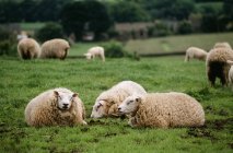 Овцы лежат на зеленой траве — стоковое фото