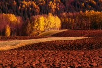 Campi e alberi in autunno — Foto stock