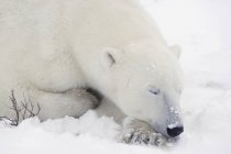 Oso polar dormido - foto de stock