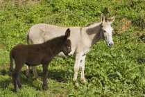 Donkey Mare con potro, España - foto de stock