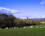 Schafe weiden auf grünem Gras — Stockfoto