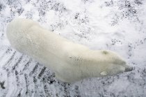 Orso polare che cammina — Foto stock