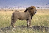 Lion debout Fiers — Photo de stock