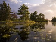 Озеро з водними рослинами — стокове фото