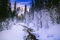 Corriente y montaña en invierno - foto de stock