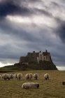 Овцы пасутся на поле — стоковое фото