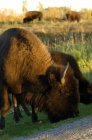 Mandria di bufali al pascolo — Foto stock