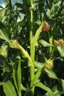 Cultivo de maíz en el campo - foto de stock