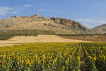 Sonnenblumenfeld in Spanien — Stockfoto