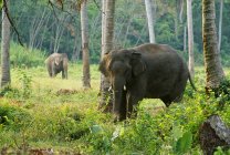 Слоны в лесу — стоковое фото