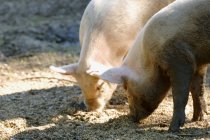 Cerdos jóvenes Comiendo desde el suelo - foto de stock