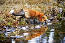 Raposa vermelha água potável — Fotografia de Stock