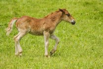 Pony de montaña cantábrica - foto de stock