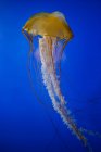 Медуза плавання у воді — стокове фото