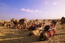 Верблюди в обкладинках і з сумками — стокове фото