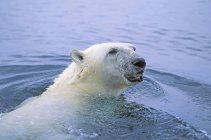 Oso polar nadando - foto de stock