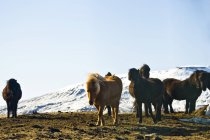 Исландские лошади стоят на земле — стоковое фото