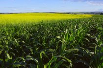 Кукурудзяне поле і зеленої трави — стокове фото