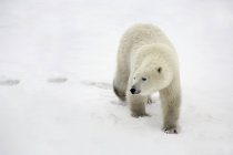 Полярний ведмідь, ходьба — стокове фото