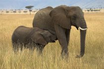 Слоны в Масаи-маре — стоковое фото