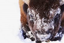 Bison No inverno sobre a neve ao ar livre — Fotografia de Stock