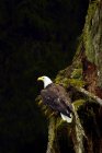 Águila encaramada en el árbol - foto de stock