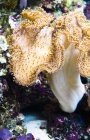 Anemone marino al piano — Foto stock