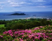Vista de flores na colina — Fotografia de Stock