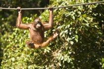 Молодший орангутанг висить — стокове фото