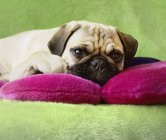Pug sdraiato su cuscini — Foto stock