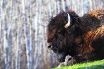 Bison lying green grass — Stock Photo