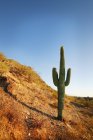 Пустельний пейзаж з кактусом — стокове фото