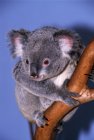 Koala-Bär auf Ast — Stockfoto