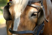 Кінь зі сліпими на відкритому повітрі — стокове фото