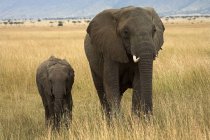 Elefantes en el Masai Mara, Kenia, África - foto de stock
