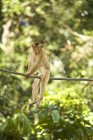 Longtail Macaque sentado na corda — Fotografia de Stock