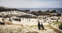 Pingüinos de pie en la costa - foto de stock