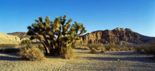 Joshua Tree in Mojave desert — Stock Photo