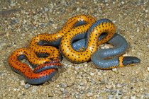 Regal кільце – Necked змія — стокове фото