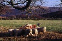 Schafe fressen vom Futterhäuschen — Stockfoto
