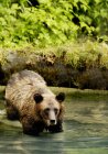 Orso Grizzly che cammina nell'acqua — Foto stock